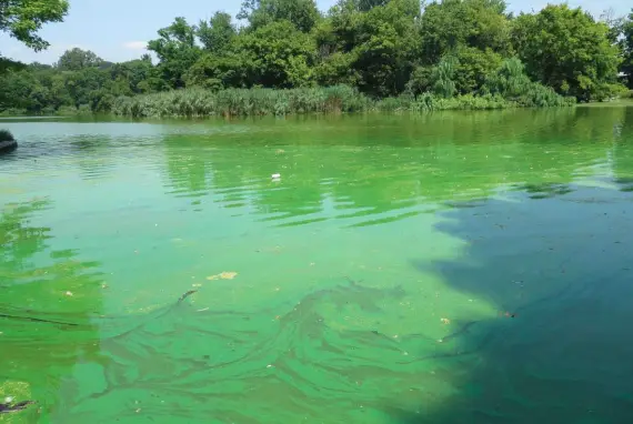 Toxic Algae Bloom in Prospect Park